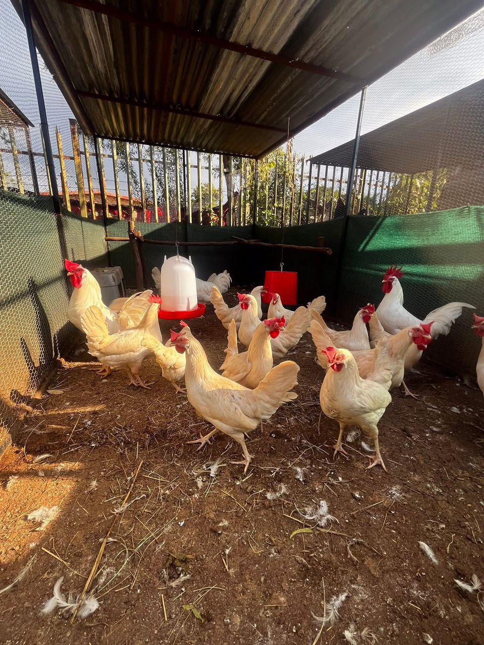 White Leghorn Layer