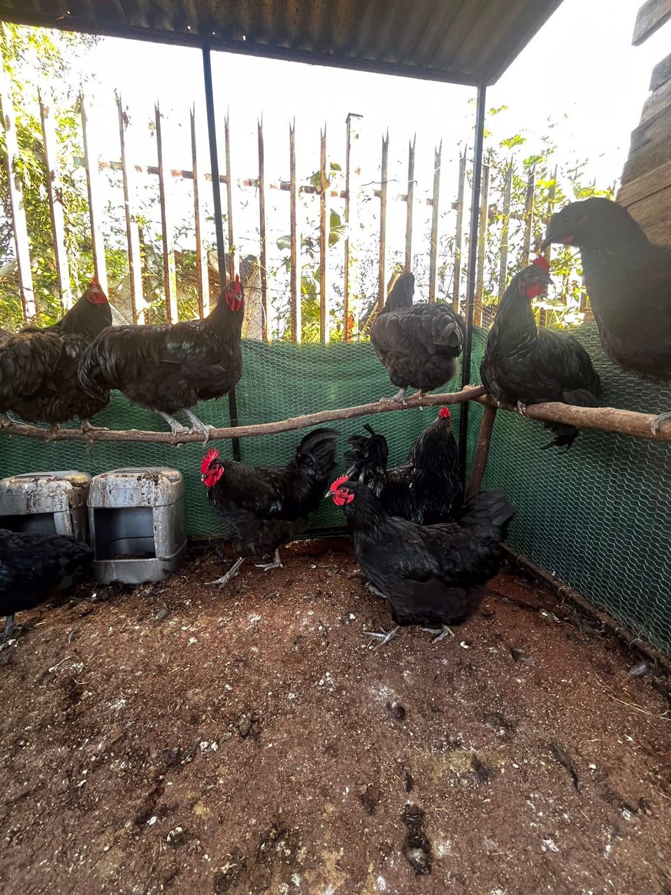 Black Australorp Layer
