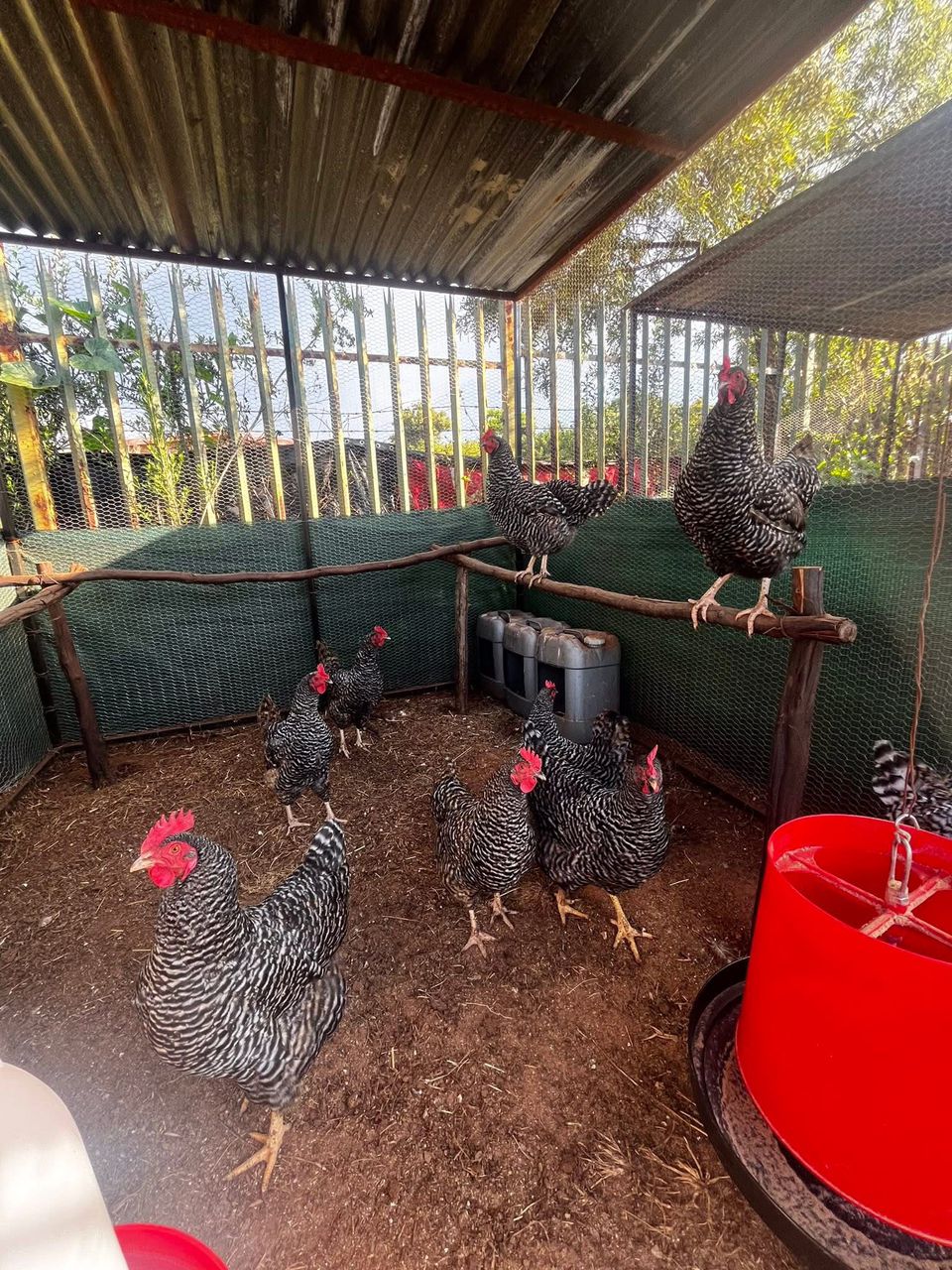 Barred Rock