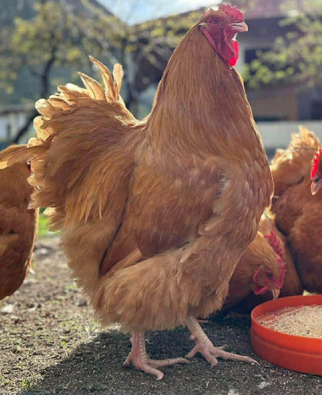 Buff Orpington