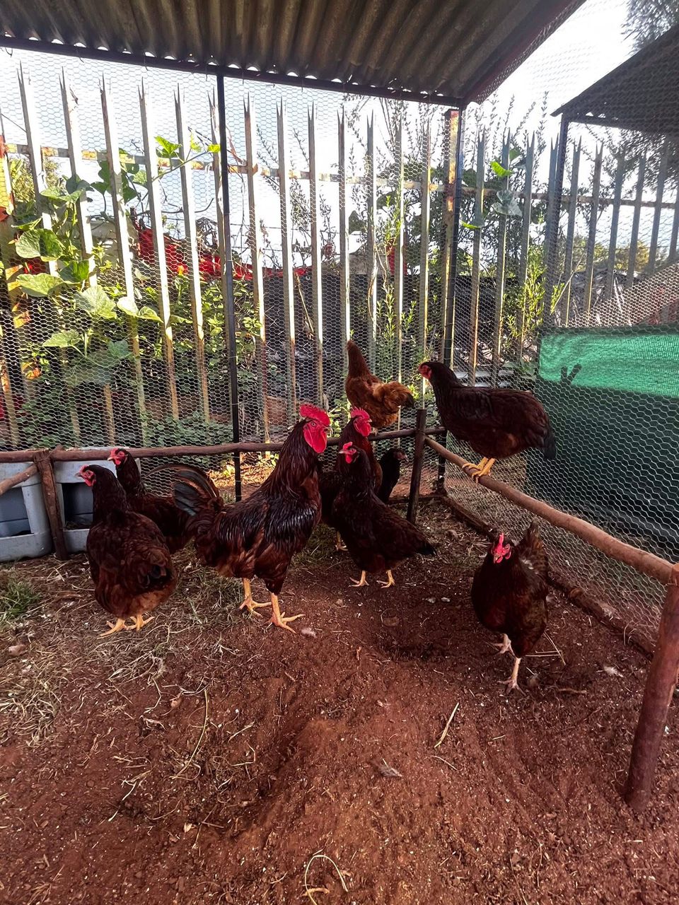 Rhode Island Red