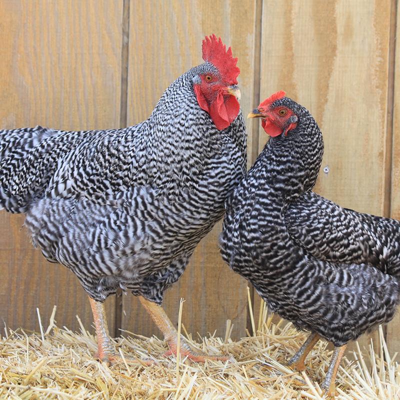 Plymouth barred rocks