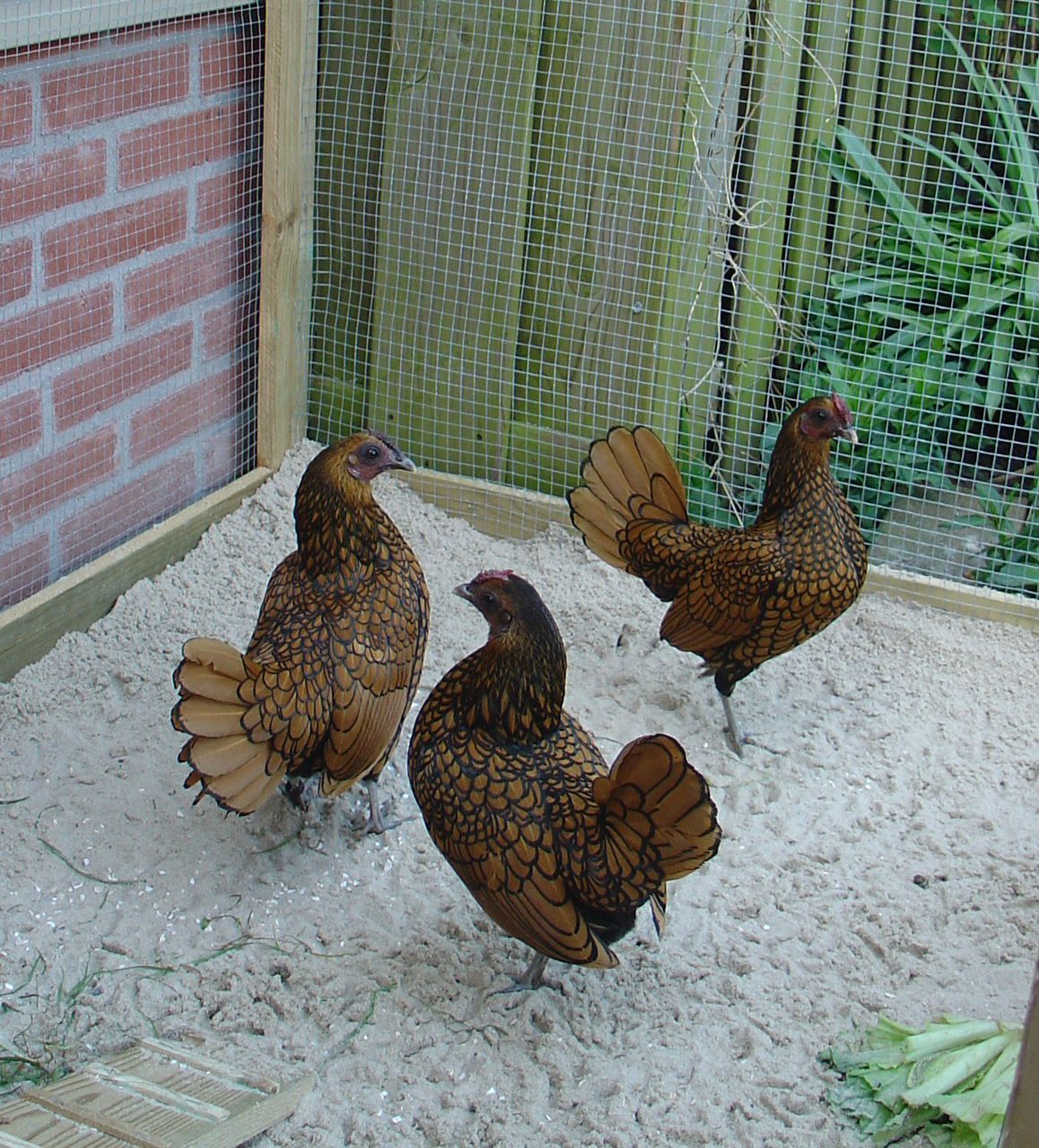 Bantams