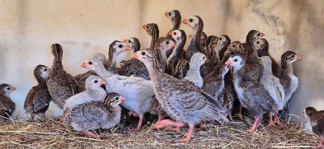 Guinea fowls