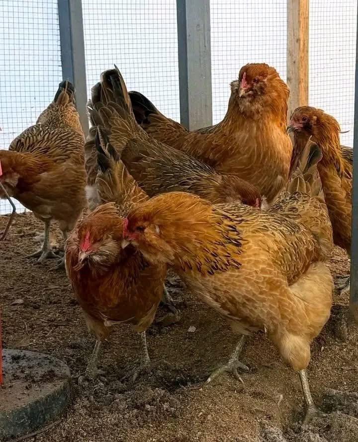 Easter eggers