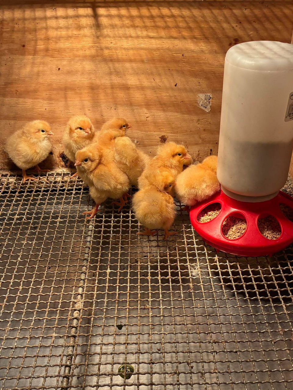 Buff Orpingtons chicks