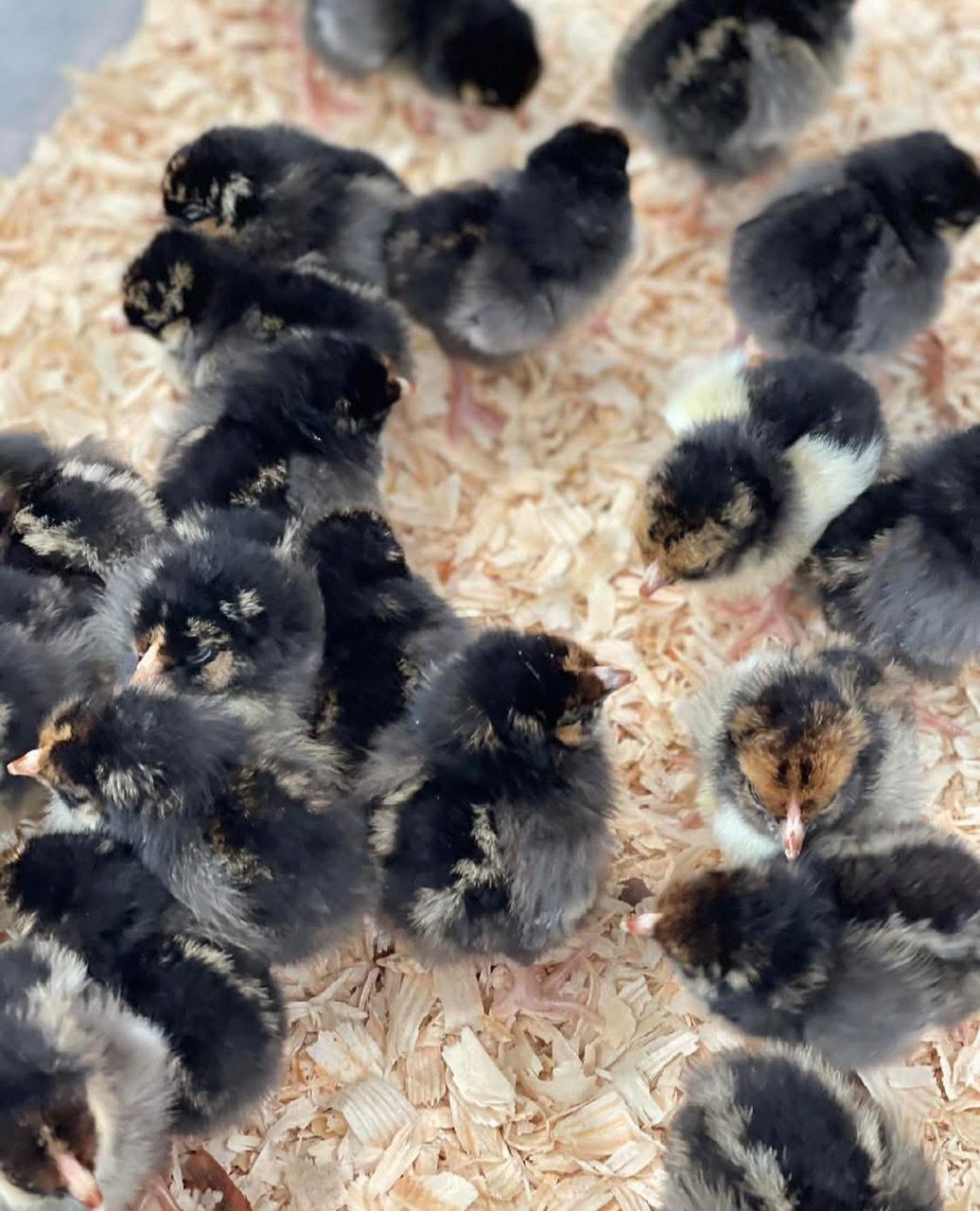 Gold laced Wyandottes chicks