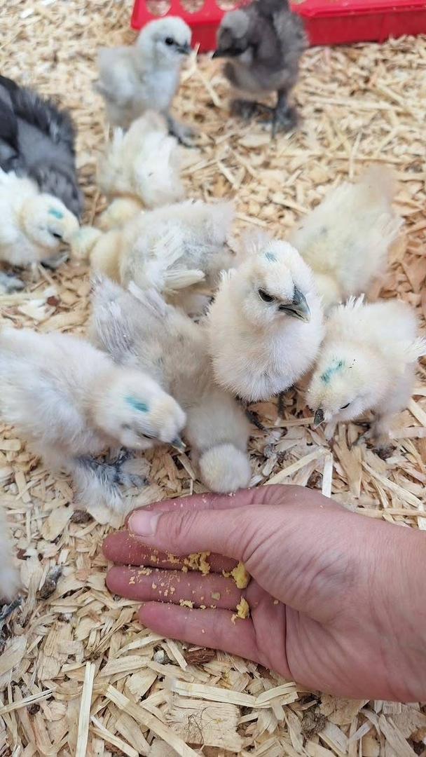 Silkie chicks