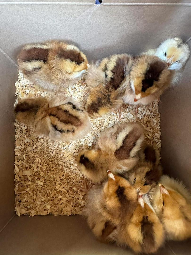 Rhode Island Red chicks