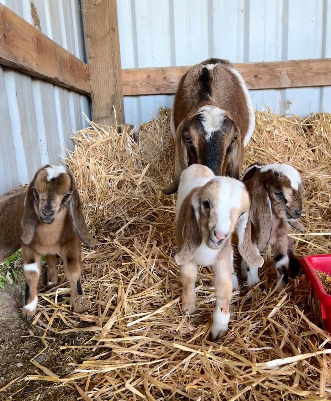 Nubian goat