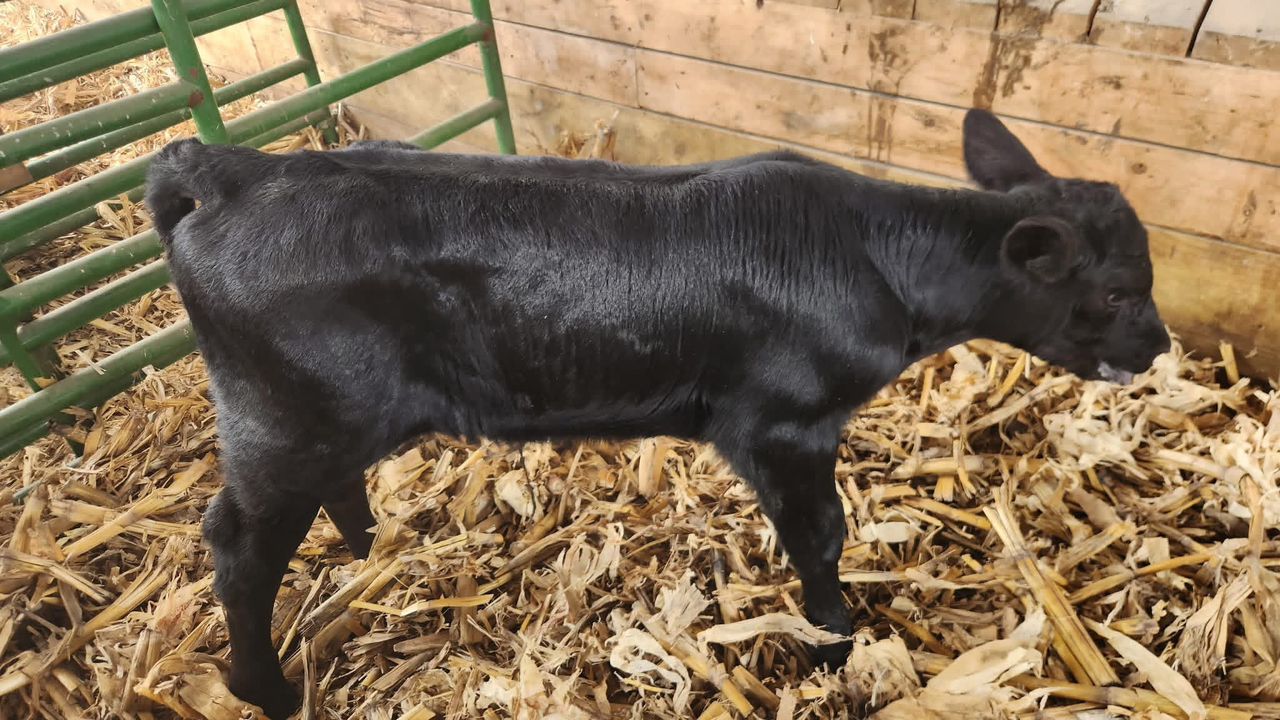 Black angus calf