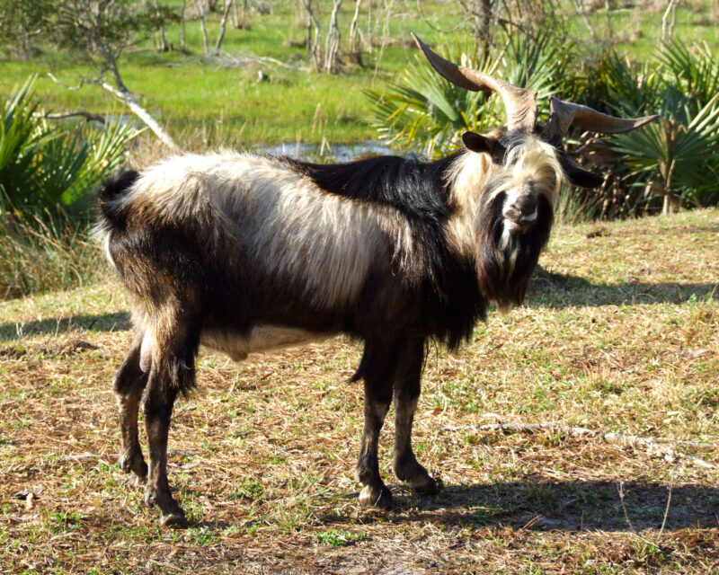 Wild Range Spanish Goat
