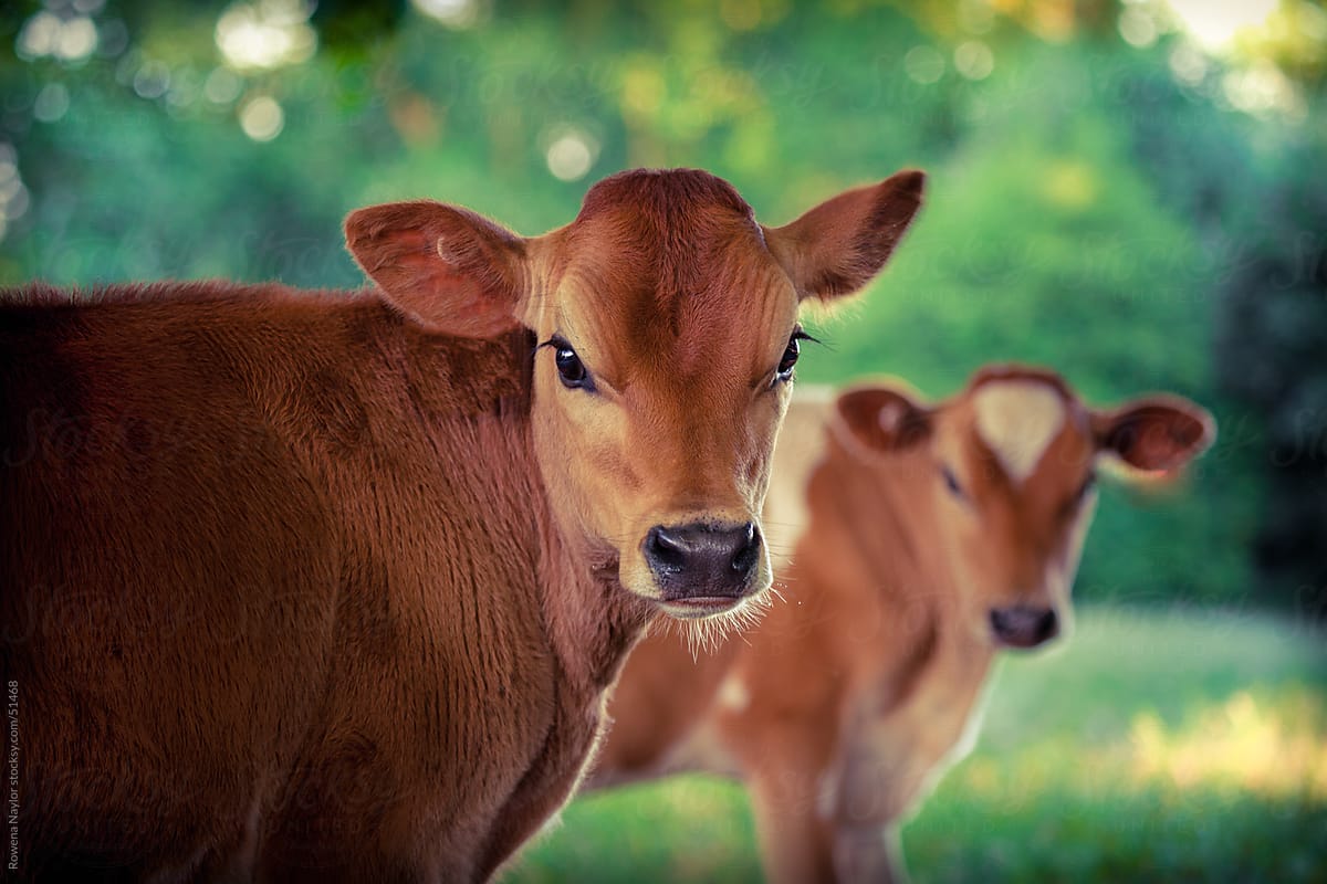 Purebred Jersey Heifer