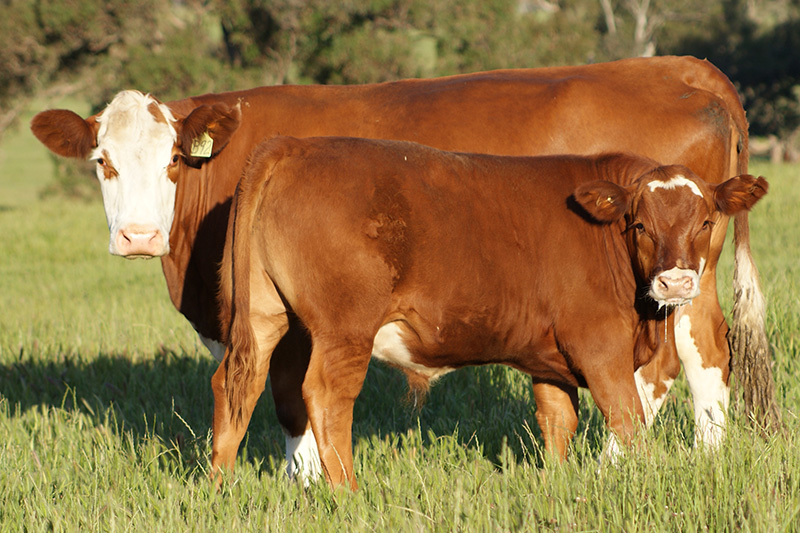 Dual-Purpose Simmental Calf