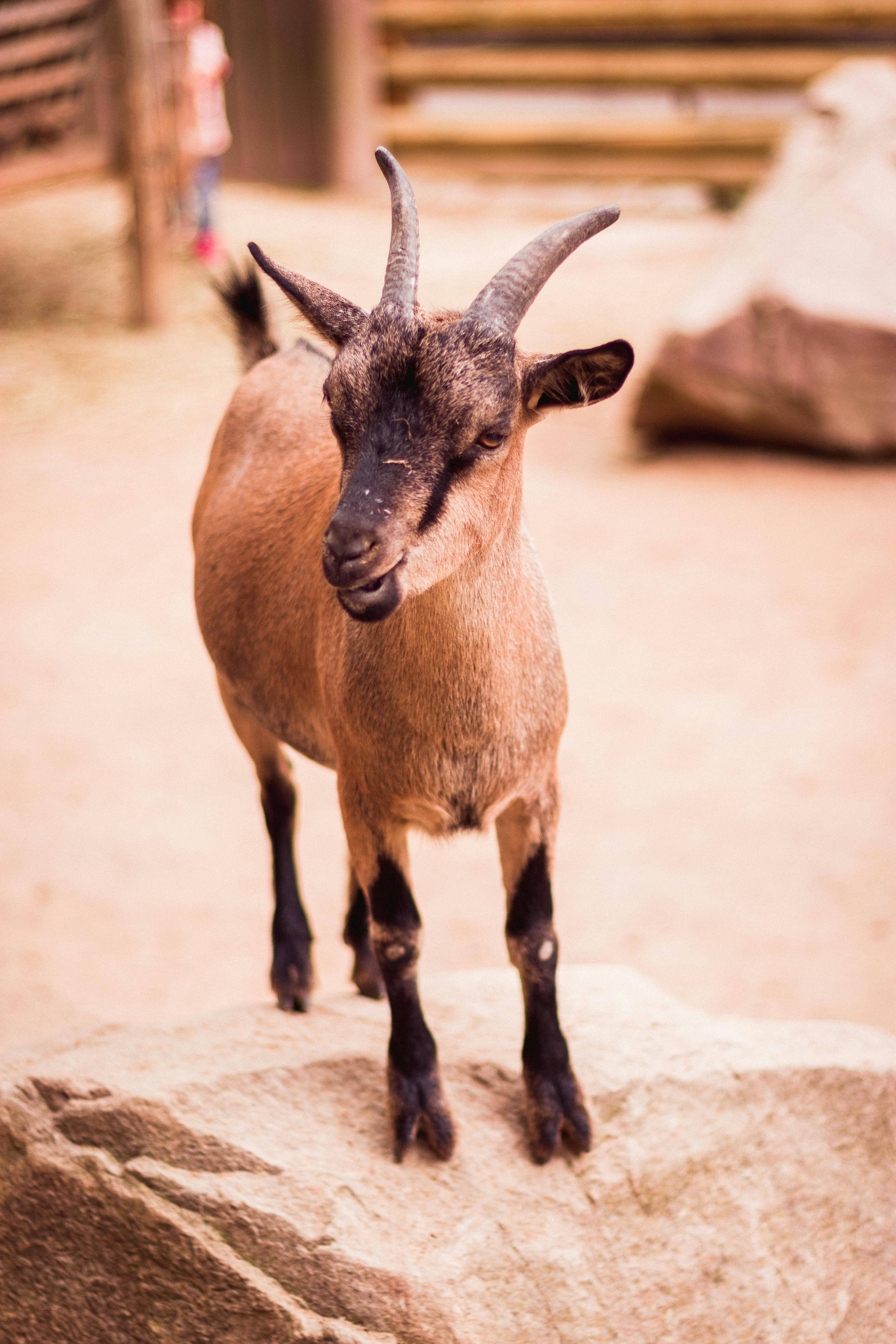 Young Meat Goat (Male)